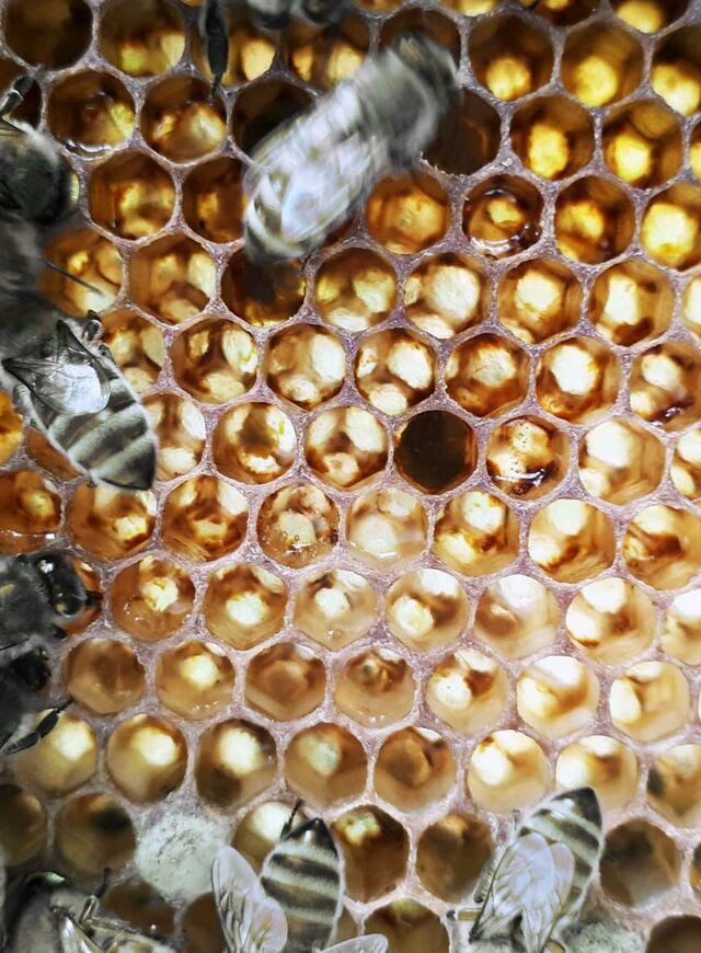 Ein Bienenschwarm auf einer Honigwabe