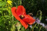 Biene fliegt zu roter Mohnblume