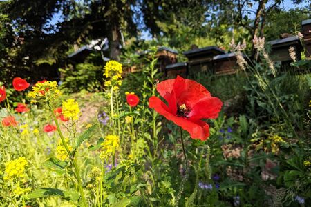Rote Mohnblume in einem blühenden Garten