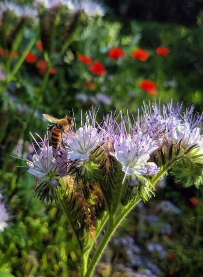 Biene auf Phacelia-Blume