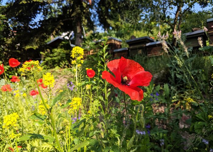 Rote Mohnblume in einem blühenden Garten
